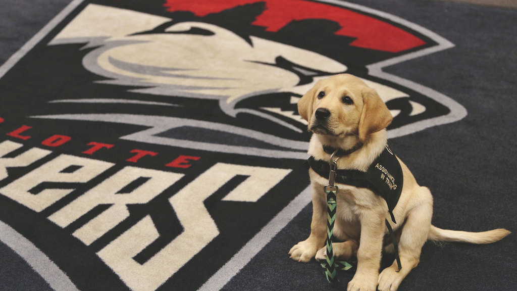 Charlotte Checkers to Help Train Puppy from Project2Heal